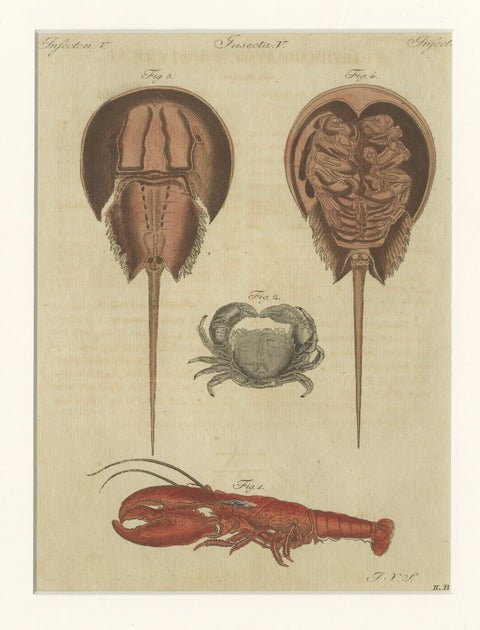 Antique Lobster, Crab & Horseshoe Crab Engraving, Bertuch, 1792, close-up 1