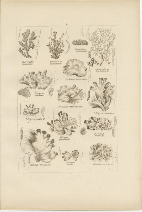 Antique Lichen Prints Set of 6, German Botanical Lithographs 1874, view 4