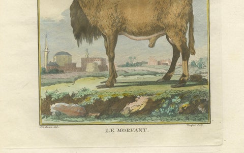 Elegant Morvant Ram Engraving, Buffon Amsterdam Edition 1769, close-up 5