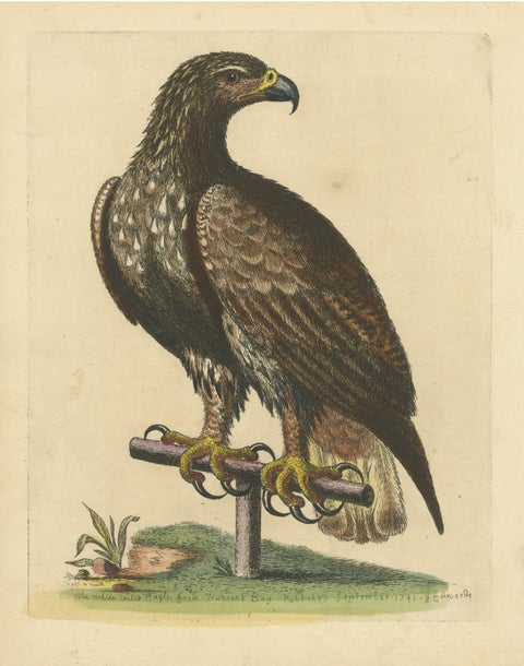 Antique Bird Print of the White-Tailed Eagle, view 3