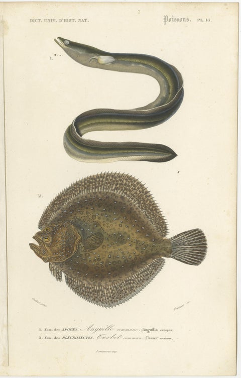 Set of 9 Antique Prints of Various Handcolored Fish Species, view 9