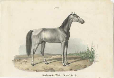 Antique Horse Print of a Barbary Horse, circa 1827, view 2
