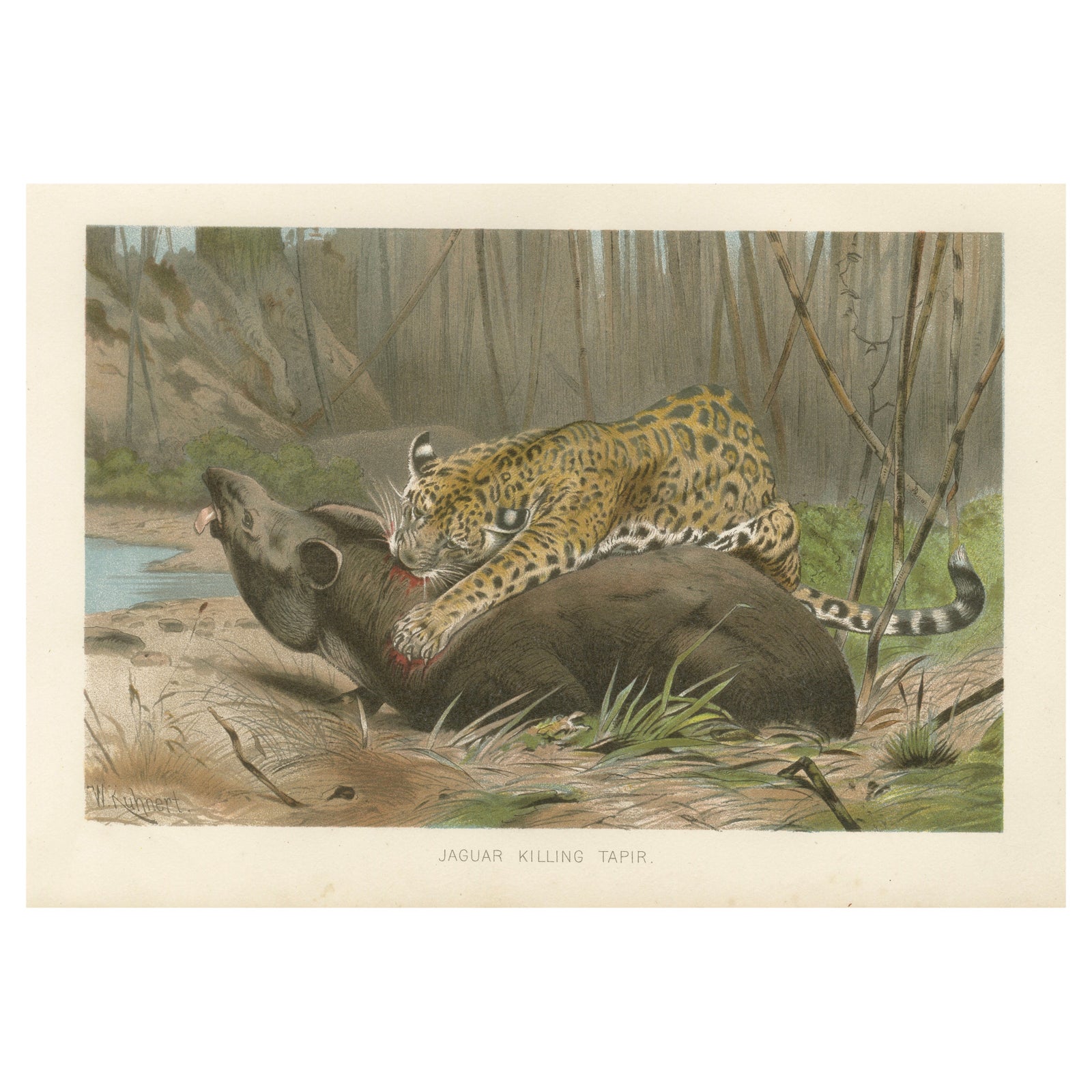 Jaguar Killing Tapir, Dramatic Antique Wildlife Print, Victorian Era, 1894