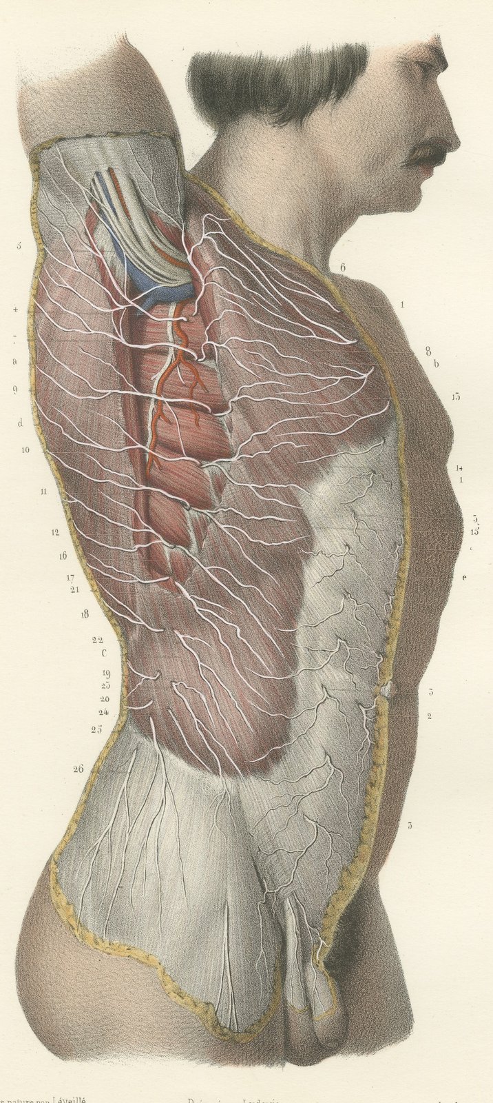 Cutaneous Nerves of the Flank, Antique Hirschfeld Anatomy Print, 1866