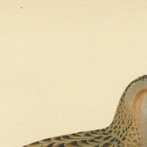 Antique Bird Print of the Corncrake by Von Wright '1929', close-up 1