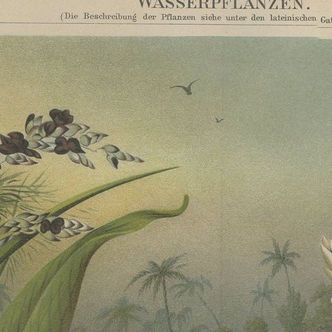 Antique Print of various Aquatic Plants by Meyer 'c.1895', close-up 1