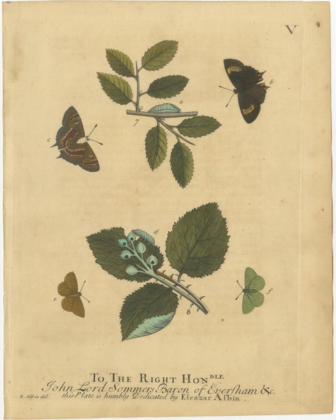 Early English Moths, Death’s-Head Hawk, Elephant Hawk, Albin 1720, view 2