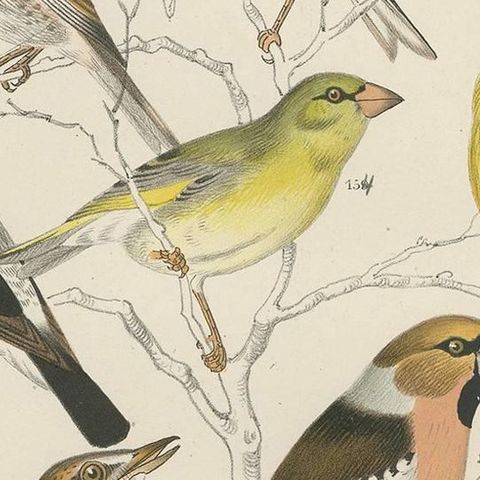 Antique Bird Print of the Goldfinch, Common Blackbird and Bullfinch (1886), close-up 2