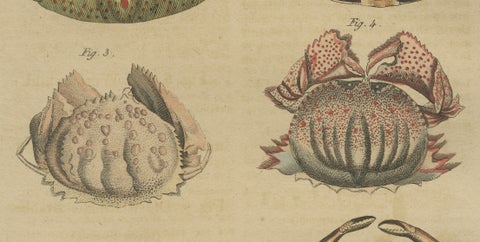 Antique Calappa Box Crabs & Exotic Crabs Engraving, Bertuch, 1813, close-up 3