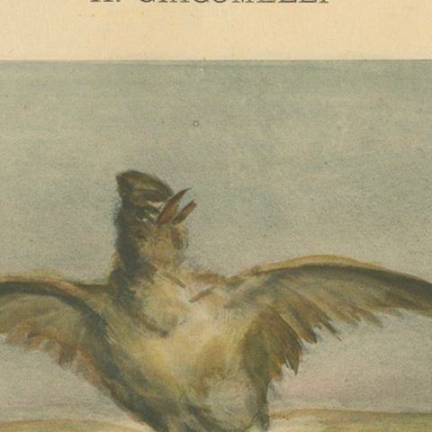 Lark Among Poppies - Exquisite Giacomelli Ornithological Print, Circa 1891, close-up 5