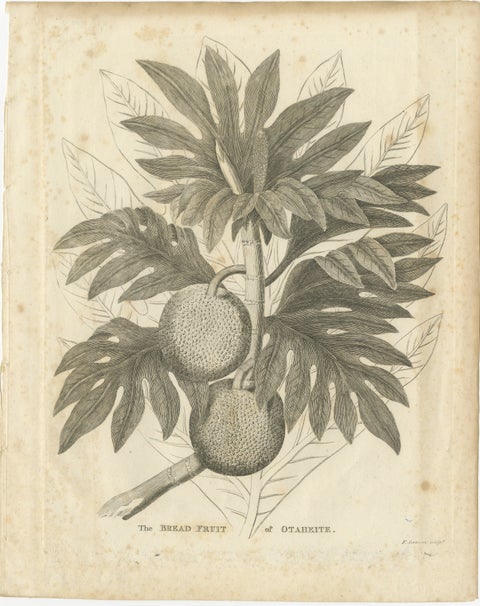 Antique Botanical Print of Breadfruit of Otaheite by Bryan Edwards, 1818, view 2