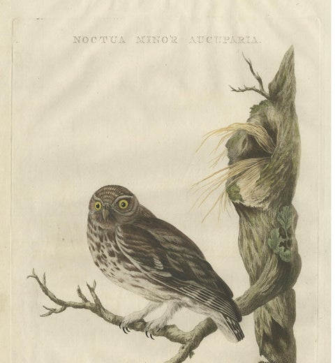 Little Owl, Hand-Colored Dutch Bird Print by Sepp & Nozeman, 1770, view 3