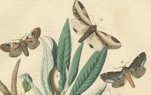 Wings of the Night: Hand-Colored 1856 Litho of Exotic Moths and Their Life Cycle, close-up 3