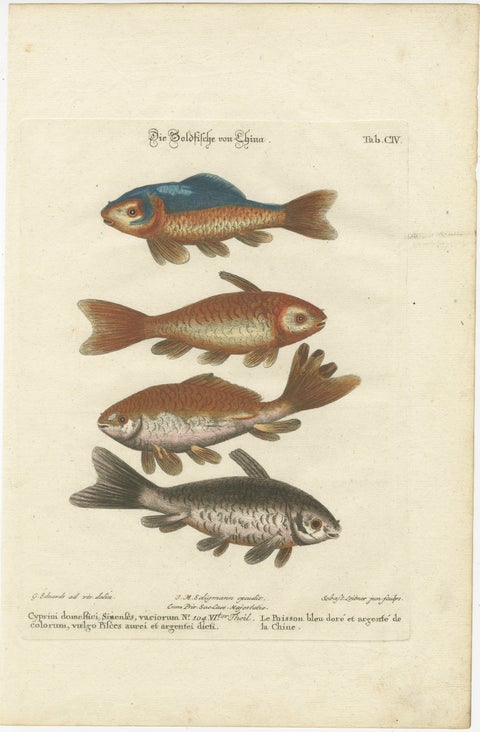 Exotic Goldfish of China: An 18th-Century Hand-Colored Copper Engraving, c.1773, view 2