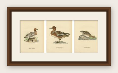 1929 Swedish Ornithology Lithographs, Eurasian Wigeon Trio, shown framed