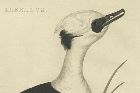 Smew Duck, Antique Dutch Bird Print by Sepp & Nozeman, Hand-Colored, circa 1809, close-up 5