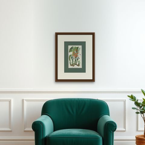Billbergia liboniana, A Rare 19th-Century Botanical Illustration by van Houten, shown framed on a wall