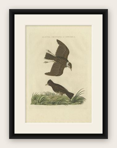 Antique Bird Print of the Crested Lark and Woodlark by Sepp & Nozeman, 1809, shown framed