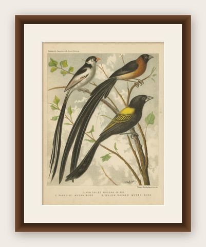 Antique Bird Print of Pale-Headed Rosella and Rosella Parrakeet, 'circa 1880', shown framed