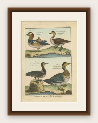 Original, Richly Hand-Colored, Rare Copper Engraving of 4 Ducks (1792)., shown framed