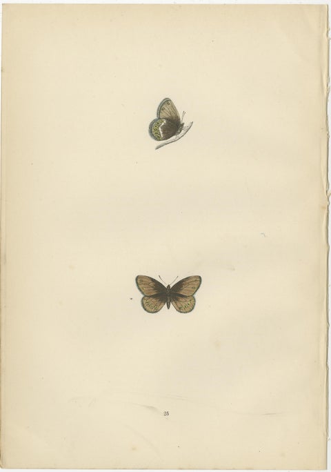 Metamorphosis in Motion: A Study of Butterfly Lifecycles, 1890, view 2