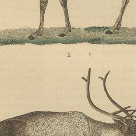 Graceful Grazers: The White-Tailed Deer and the Reindeer, 1845, close-up 4