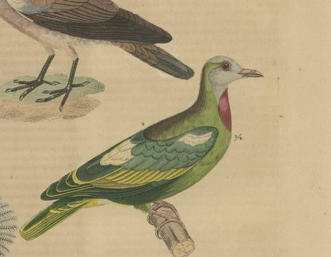 Handcolored Print of a Ground Dove, African Green Pigeon & Crowned Pigeon, 1845, close-up 3