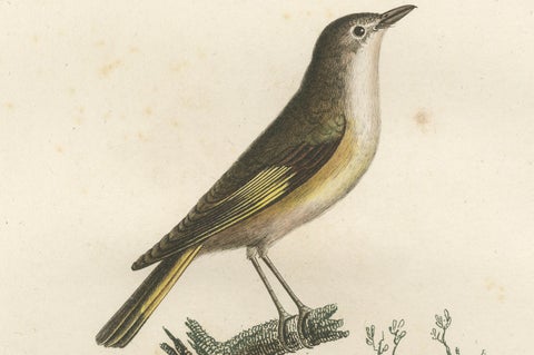 The White Golden Flycatcher - 'Le Moucherolle doré' Antique Ornithological Print, close-up 2