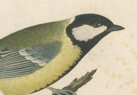Nature’s Pair: The Artistic Depiction of Great Tits, Engraving ca.1780, close-up 2