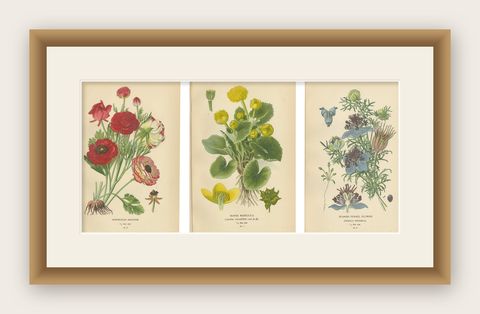 Heritage Blossoms: A Victorian Botanical Selection, 1896, shown framed