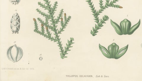 Antique Botanical Lithograph, Thuopsis Dolabrata, Siebold Zuccarini, 1856, close-up 4