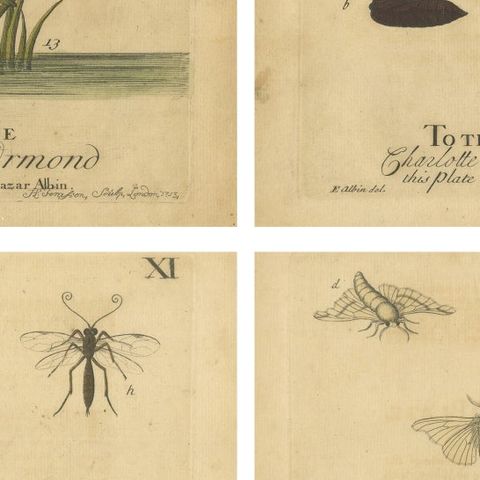 English Hawk & Tiger Moths, Hummingbird Hawk, Garden Tiger, Albin 1720, close-up 2