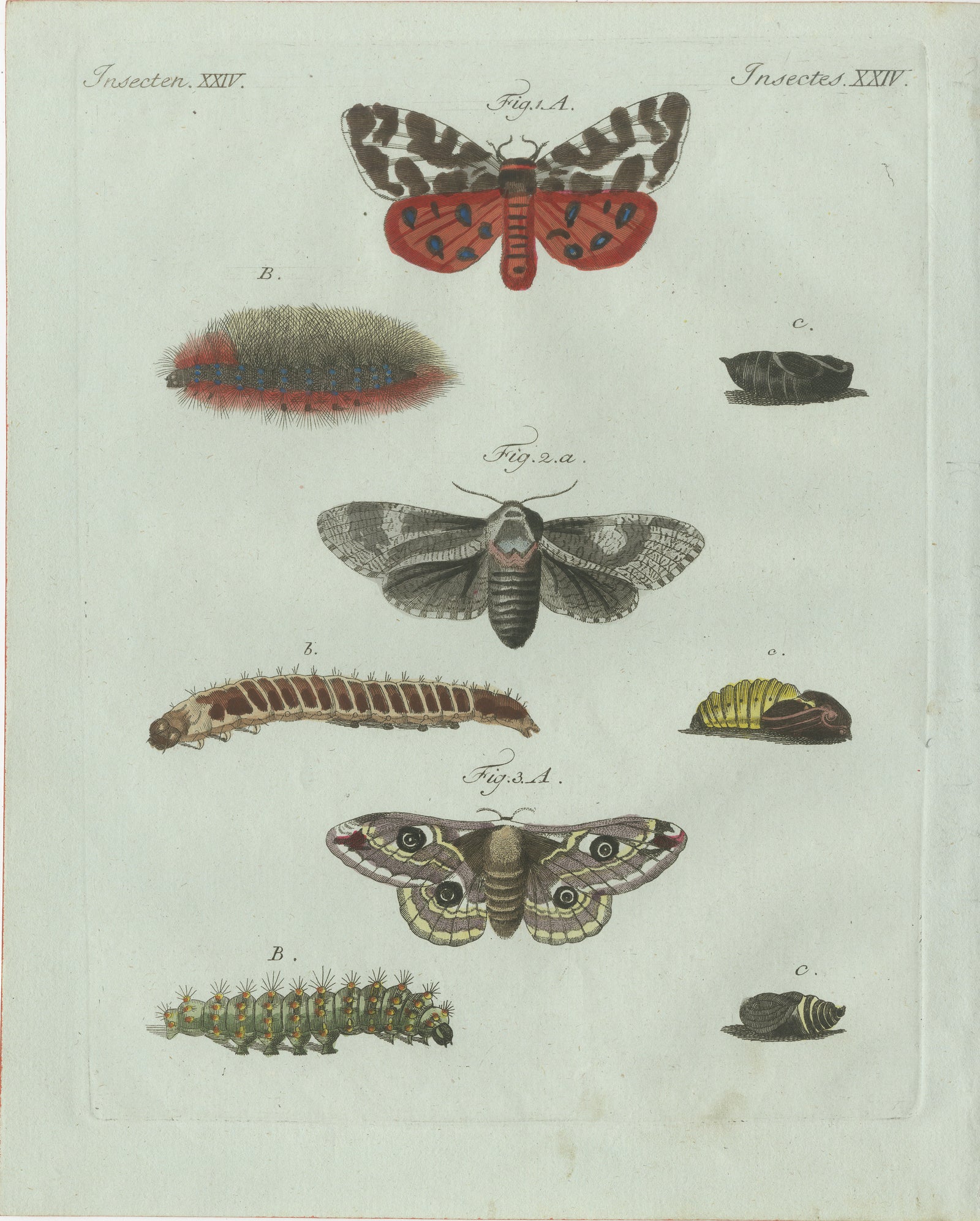 Original Antique Print of Three Moths and Metamorphosis by Bertuch, c. 1800