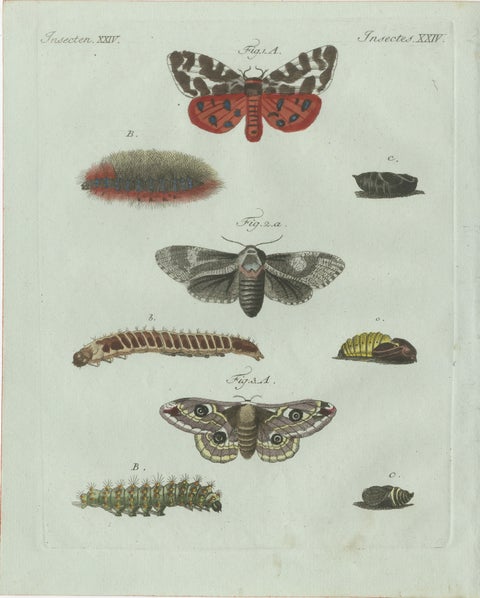 Original Antique Print of Three Moths and Metamorphosis by Bertuch, c. 1800