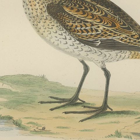 Antique Bird Print of the Great Snipe by Morris '1855', close-up 2