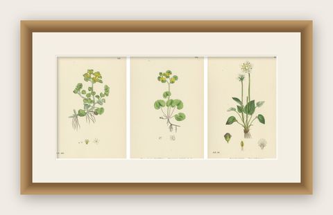 Hand-Colored Botanical Engravings of Golden Saxifrage & Grass-of-Parnassus, 1902, shown framed