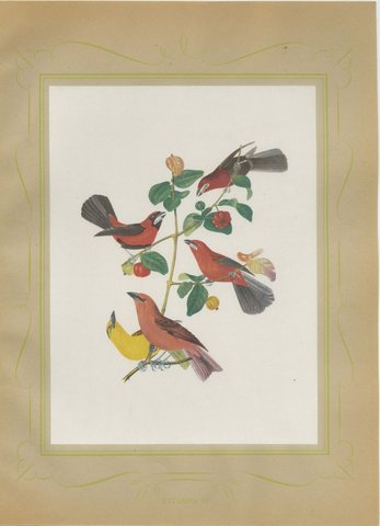 Red Tanagers, Brazilian Bird Print, Descourtilz, 1944, view 2