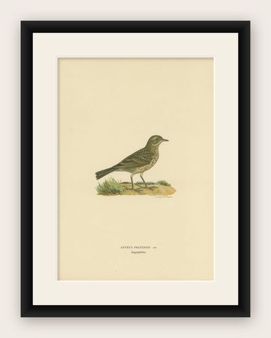 Antique Bird Print of the Meadow Pipit by Von Wright, 1927, shown framed
