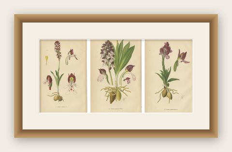 Ephemeral Elegance: Orchids of 1904 in Müller's Illustrations, shown framed
