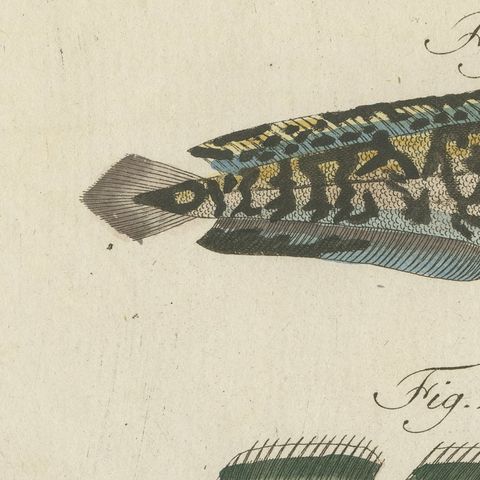 Ling, Burbot, Pollack and Toadfish, Antique Bertuch Print, circa 1805, close-up 6