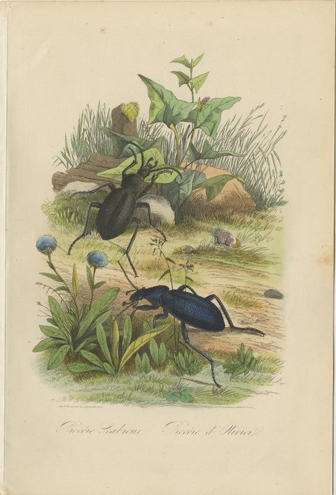 Antique Print of Beetles, Published in 1854, view 2