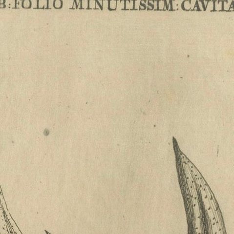 Botanical Engraving of African Aloe from Commelin’s "Praeludia Botanica", 1703, close-up 4