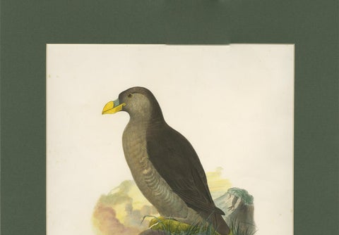 Antique Bird Print of a Latham's Guillemot Made after J. Wolf, 1868, view 4