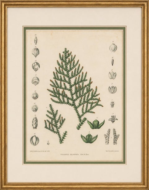 Antique Botanical Lithograph, Thuopsis Dolabrata, Siebold Zuccarini, 1856