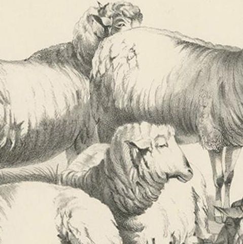 No. 22 Antique Print of Sheep by Cooper, 1839, close-up 1
