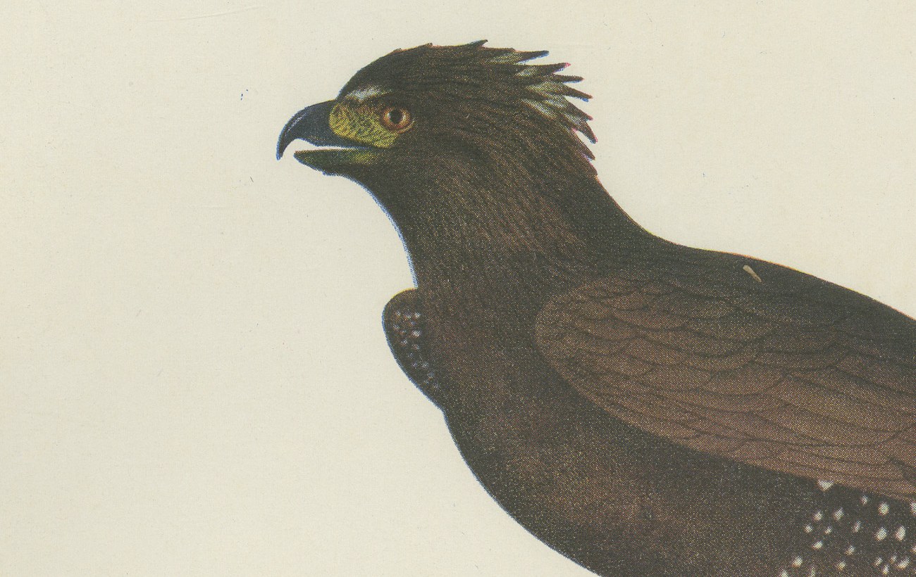 Ornate and Black-and-White Hawk-Eagles, Brazilian Bird Print, Descourtilz, 1944, view 3