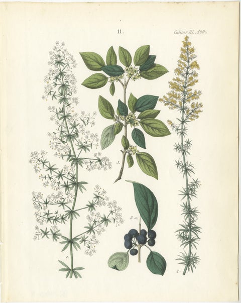 Hand-Colored Botanical Lithograph of Madder, Buckthorn, Cleavers, 1854, view 2