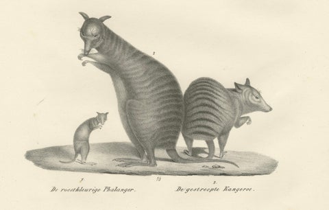19th-Century Lithograph of a Rust-Colored Phalanger and Striped Kangaroo, close-up 4