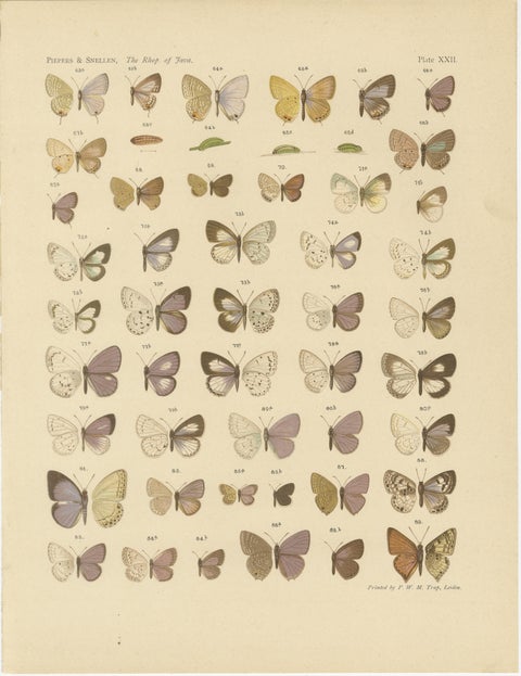 Rare Antique Butterfly Prints, Javanese Species, Set of Three Plates, 1908, view 2