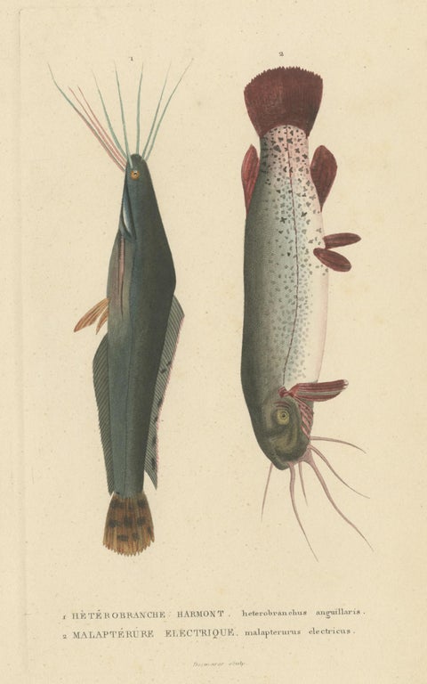 Antique Fish Print of the African Catfish and Electric Catfish by Drapiez '1853', view 4